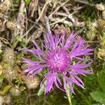 Centaurea nervosa花