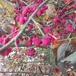 Euonymus latifolius Fruit