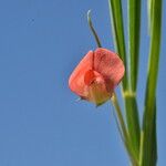 Lathyrus sphaericus Цветок