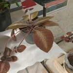 Episcia cupreata ᱥᱟᱠᱟᱢ