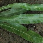 Asplenium subintegrum Хабит
