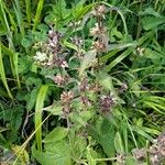 Stachys alpina Агульны выгляд