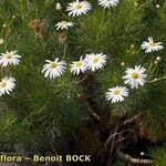 Argyranthemum foeniculaceum Хабит