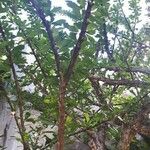 Crescentia alata Hábito