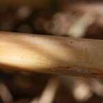 Arundo micrantha Arall