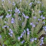 Scutellaria incana Blatt