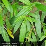 Chaetogastra longifolia برگ