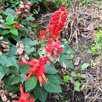 Salvia splendens Hábito