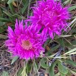 Carpobrotus edulisപുഷ്പം