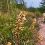 Solidago speciosa 花