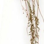 Eragrostis pectinacea Квітка