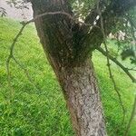 Albizia harveyi 樹皮