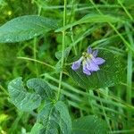 Vicia unijuga Habit