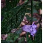 Strobilanthes cusiaFlor