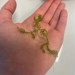 Elodea canadensis Leaf