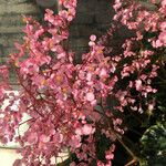 Begonia heracleifolia Blodyn