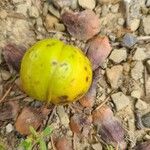 Carya cordiformis Fruit