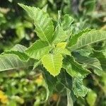 Allophylus rubifolius Leaf