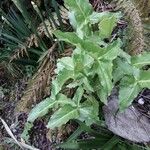 Arum hygrophilum Natur