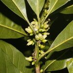 Pouteria caimito Fruit