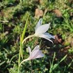 Gladiolus candidus 花