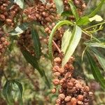 Searsia lancea Frucht