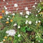 Symphyotrichum ericoides Flower