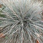 Festuca glauca Feuille