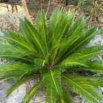 Cycas revolutaBlad