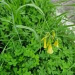 Brassica rapa Flower