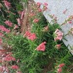 Penstemon barbatus Flor