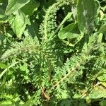 Pedicularis ascendens Leaf