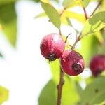 Syzygium cymosum Fruit