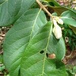 Psidium guineense Лист