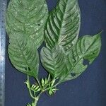 Hoffmannia viridis Máis