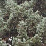 Picea pungens عادت داشتن