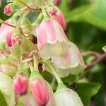 Vaccinium padifolium Flower
