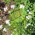 Armoracia rusticana Cvet