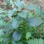 Urtica morifolia برگ