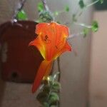 Columnea microphylla Flower