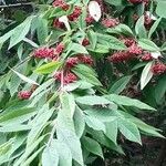 Cotoneaster frigidus Frucht