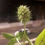 Trifolium retusum Fruit