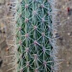 Cleistocactus smaragdiflorus 葉