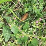 Centaurium erythraeaLorea