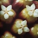 Hoya callistophylla Flower