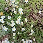 Melampodium leucanthum Blomst