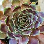 Sempervivum calcareum Leaf