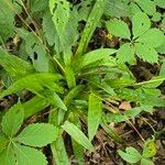 Carex plantaginea Leaf