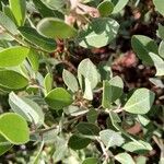 Arctostaphylos columbiana ᱥᱟᱠᱟᱢ