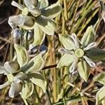 Gomphocarpus integer Flor